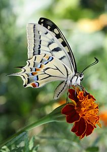 Papilio machaon (Old World Swallowtail)