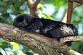 Springtamarin (Callimico goeldii)