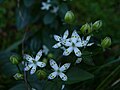 アケボノソウの花と蕾（篠山市、2011年10月16日）