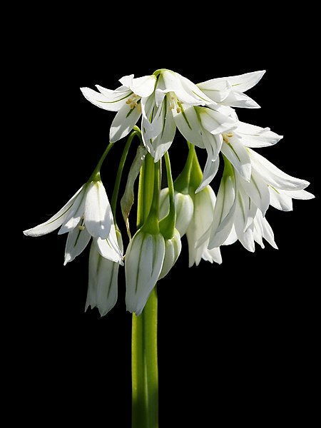 File:Allium triquetrum (inflorescense).jpg