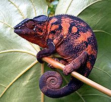 Kelelesa Panther (Furcifer pardalis)