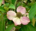 Vier auffällige Hochblätter an der Basis des grünlichen, doldigen Blütenstands übernehmen bei Benthams Hartriegel (Cornus capitata) die Schaufunktion