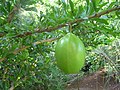 Kalebassenbaum (Crescentia cujete)