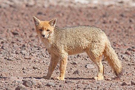 Bolivya-Şili sınırında fotoğraflanmış bır and tilkisi (Pseudalopex culpaeus). And tilkileri Güney Amerika'da yaşarlar; Ekvador ve Peru'dan, Bolivya üzerinden Şili ve Arjantin'e kadar yayılmışlardır. Yeleli kurttan sonra kıtanın en büyük yaban köpeği türüdürler.(Üreten:Chmehl)