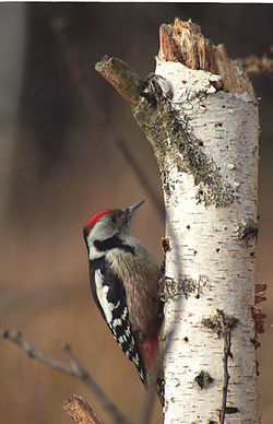 Mezgranda buntpego (Dendrocopos medius)