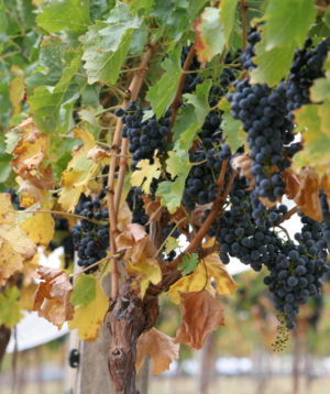 Vitis vinifera