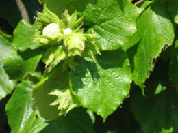 Paprastasis lazdynas (Corylus avellana)