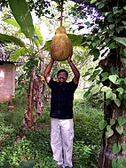 ചക്കയുടെ വലിപ്പം,നീളം,വീതി എന്നിവ വ്യക്തമാക്കുന്നു