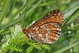 Marsh fritillary (Euphydryas aurinia) female underside