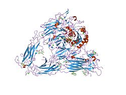 Integrin alpha-V