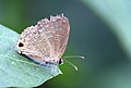 * Nomination: Pale Four-line Blue (Nacaduba hermus) --Anton 17 10:21, 5 March 2013 (UTC) * * Review needed