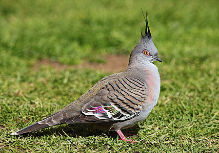 Tepeli güvercin (Ocyphaps lophotes), güvercingiller (Columbidae) familyasına bağlı Ocyphaps cinsinin bir Ocyphaps lophotes türü olup Avustralya'nın tropik kuzey bölgesi dışındaki bölgelerinde yaşarlar. (Üreten: Benjamint444)