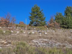 Ruches à la Combe du Pommier.