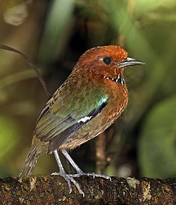 Atelornis crossleyi (Rufous-headed ground-roller)