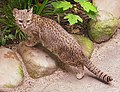 Geoffroy's cat