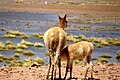 Des vigognes sur l'altiplano chilien