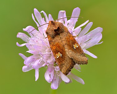 Amphipoea oculea - Keila