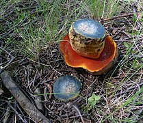 Neoboletus erythropus, tubes rouges, et cyanescent