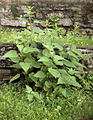 KoprivaUrtica dioica, Urtica urens