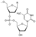 Deutsch: Struktur einer DNA-Kette mit Thymin als letzte Base am 3'-Ende English: Structure of a DNA chain with thymine as last base at the 3' end