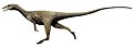 Dracoraptor