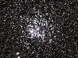 Wilde eendcluster