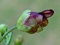 Květ krtičníku křídlatého (Scrophularia umbrosa)