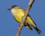 Weebill