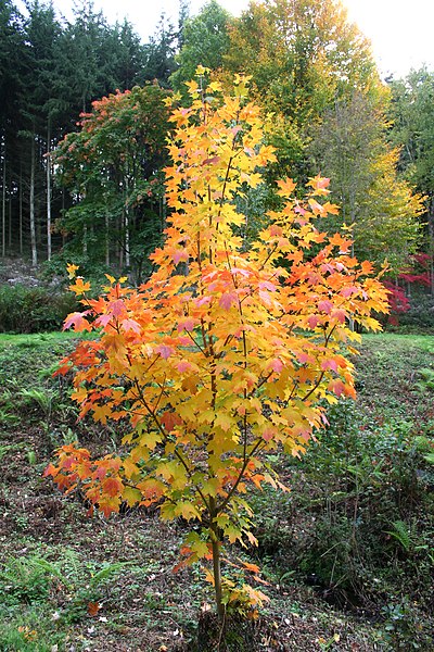 File:Acer saccharum JPG1T.jpg