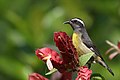 Zuckervogel (Coereba flaveola)