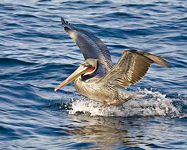 Pelecanidae familyasının Pelecanus cinsinden olan Kahverengi pelikan (Pelecanus occidentalis), Nearktik biyocoğrafik bölgesi (Meksika'nın kuzey kısımı, ABD, Kanada ve Grönland) ve Neotropikal biyocoğrafik bölgesi (Meksika'nın kuzey kısımı dışındaki Orta Amerika ve Güney Amerika)'nde yaşamaktadır. (Port San Luis, CA, ABD). (Üreten: Mike Baird)