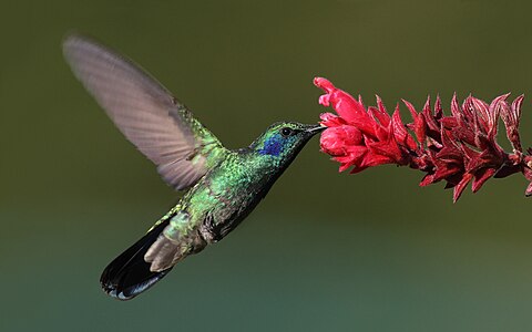 Havada asılı kalıp kanatlarını çok hızlı çırparak durabilen Kolibrigiller familyasına bağlı Yeşil menekşekulaklı (Colibri thalassinus). (Üreten: Mdf ve edit: Laitche)