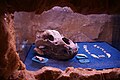 Skull of a cave bear (Ursus spelaeus) in the cave San Giovanni d'Antro