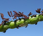 Estambres y estigmas exertos de cada espiguilla en Paspalum notatum (el pasto horqueta) para polinización por viento.