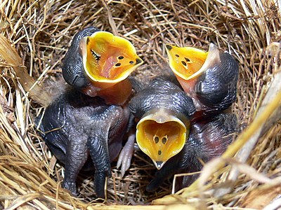 Mahmuzlu incir kuşu (Anthus novaeseelandiae) (Üreten: Benjamint444)