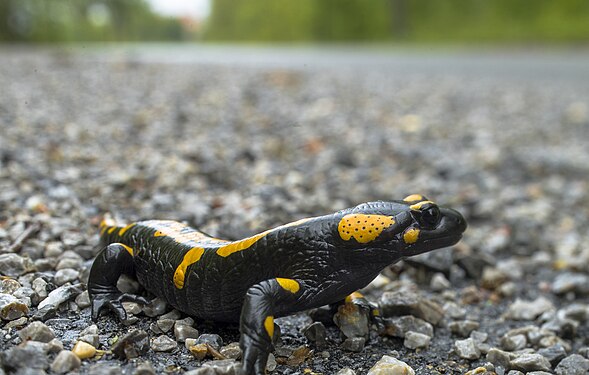 Salamander. Photograph: Arben Llapashtica