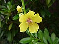 Květ divizny švábovité (Verbascum blattaria)