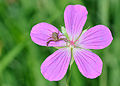 23. Karolópók (Xysticus sp.) egy mocsári gólyaorr (Geranium palustre) virágán (Németország, Oberursel) (javítás)/(csere)