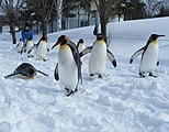 旭川市旭山動物園