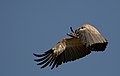 Cape vulture