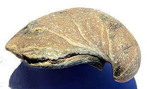 Gryphaea dilatata.