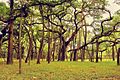 The Great Banyan in Kolkata, India.