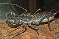 Ek whip scorpion