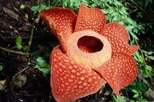 La Rafflesia arnoldii, uno dei fiori parassiti di Sumatra.