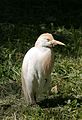 Cattle Egret