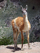 Guanaco.