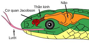 Jacobson's organ in a reptile vi.svg