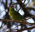 Red-crowned parakeet