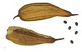 * Nomination seeds of Sponge gourd, loofah - graines de Courge éponge --Ercé 10:17, 9 March 2013 (UTC) * Promotion Good quality. --JLPC 17:53, 9 March 2013 (UTC)