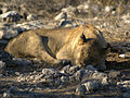 * Nomination Young male Lion, sleeping at Goas waterhole in Etosha, Namibia. Lycaon 05:42, 30 July 2007 (UTC) * Promotion A bit shadowy, but good shapness and nice value.--Beyond silence 12:19, 31 July 2007 (UTC)